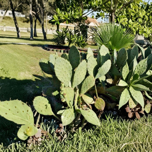 Carolina Prickly Pear – Opuntia tunoidea Cactus Seeds | 25 Count | Native Eastern Species  Coastal Hardy Cactus | Edible Fruit | Ornamental Pads