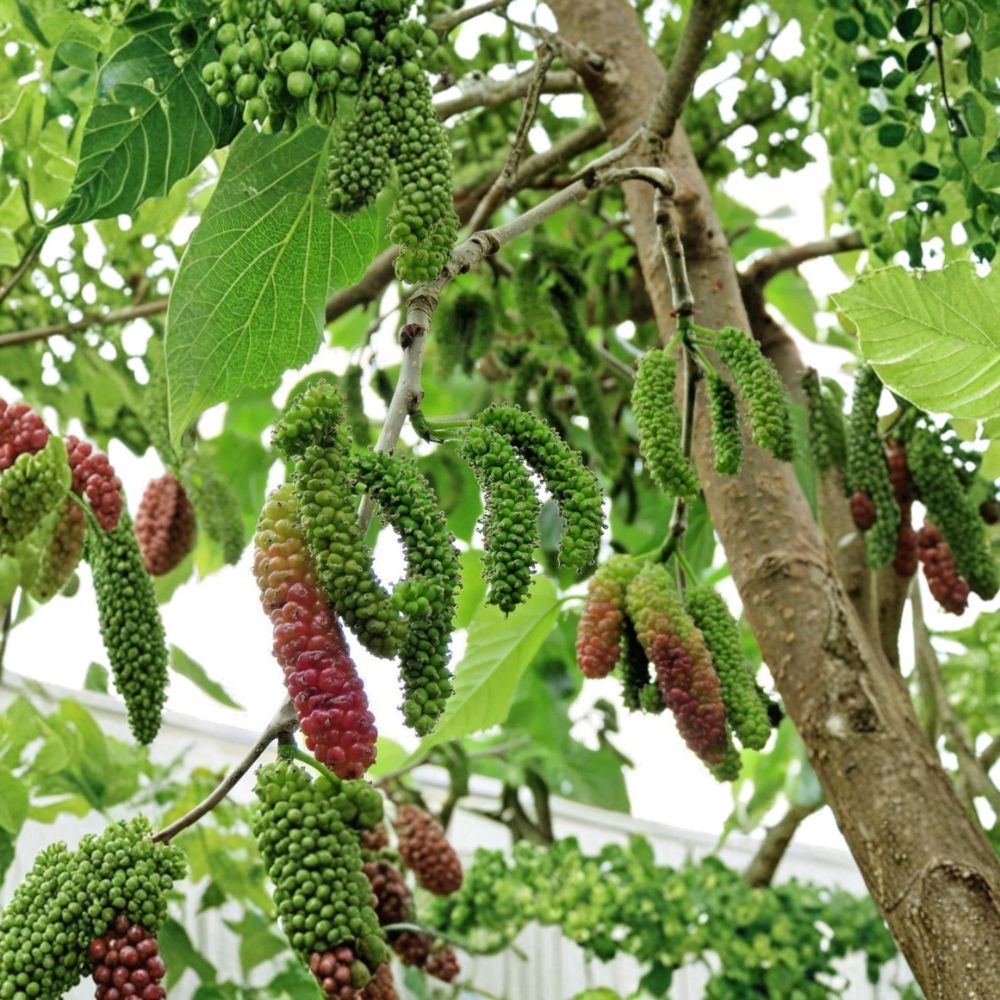 Pakistan Mulberry – Morus ‘Pakistan’ Live Seedlings | 6–8 Inches Tall | Rooted Plants – No Pot  Sweet Tropical Fruit Tree | Patio & Backyard Friendly | Easy to Grow