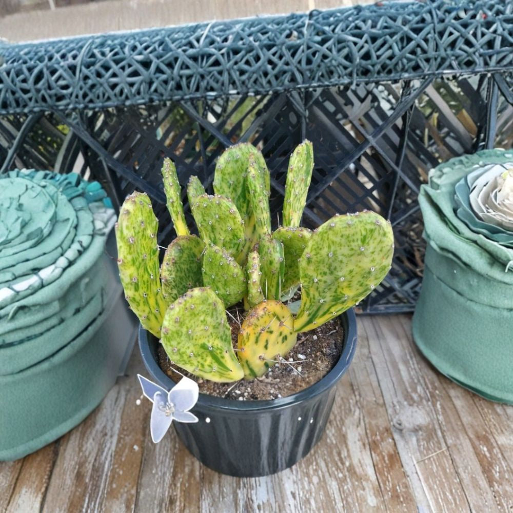 Variegated Prickly Pear – Opuntia cochenillifera (Variegated) Live Pad Cutting | 1 Pad | Green & Yellow Pattern  Rare Variegated Cactus | Unique Wavy Pads | Easy to Root