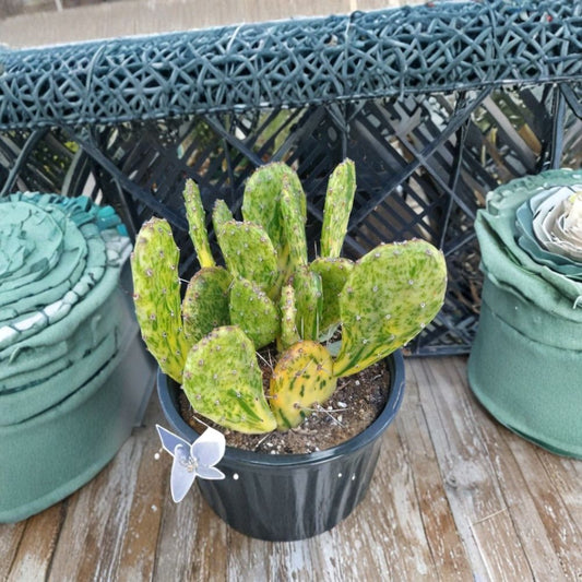 Variegated Prickly Pear – Opuntia cochenillifera (Variegated) Live Pad Cutting | 1 Pad | Green & Yellow Pattern  Rare Variegated Cactus | Unique Wavy Pads | Easy to Root