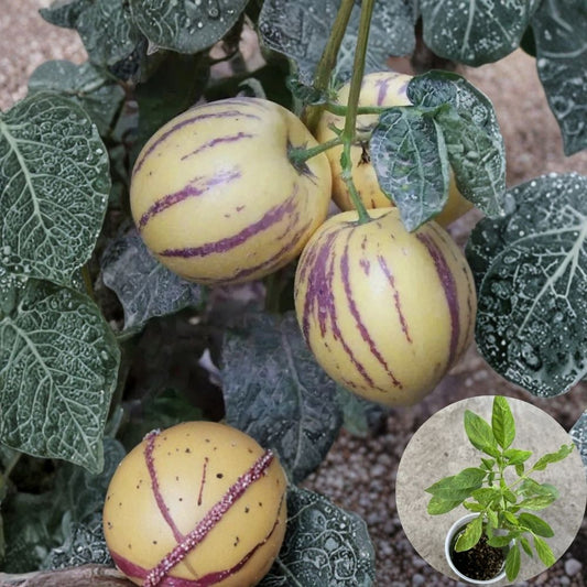 Pepino Melon Cutting – 8 Inch Live Plant | Solanum muricatum | Sweet Melon Fruit | Fast Growing Edible Garden Starter