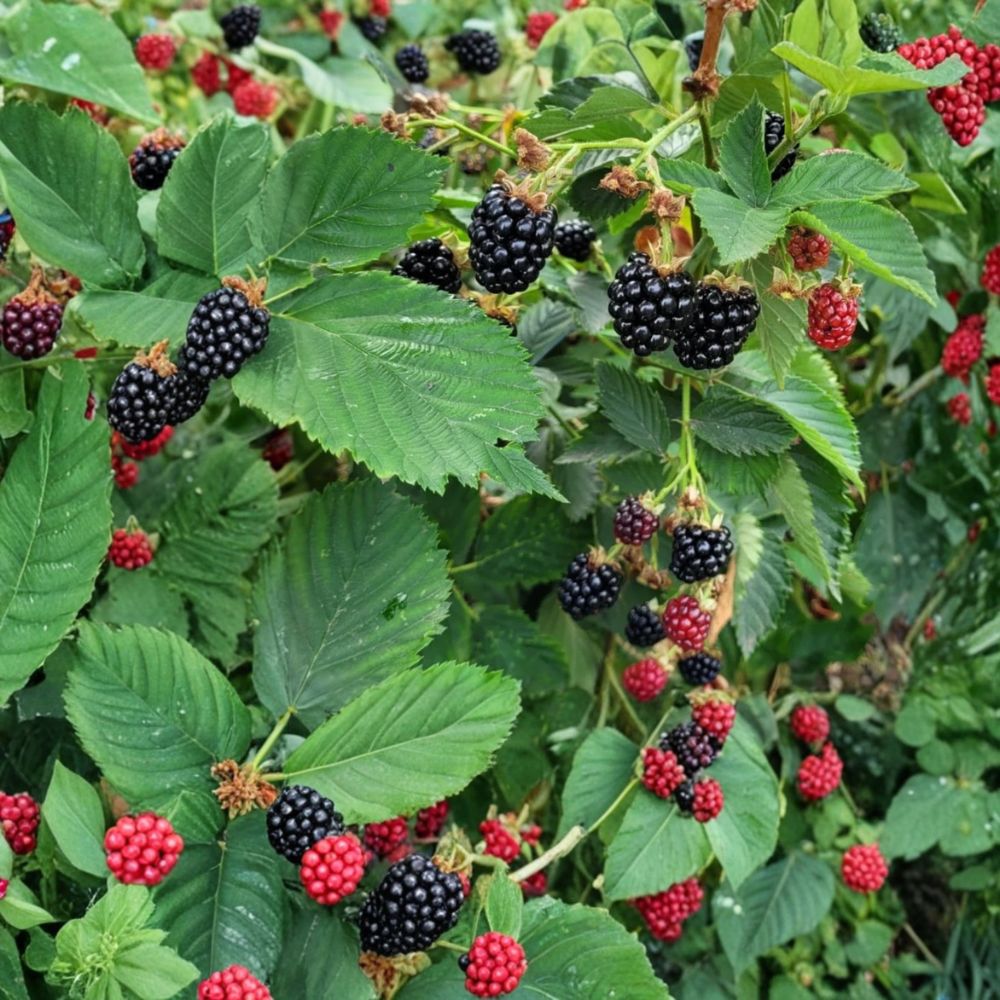 Navaho Thornless Blackberry Plants – Rubus ‘Navaho’ Live Starters | Set of 6 | 4–6 Inches Tall | Sweet Firm Berries | Bare Root Garden Fruit