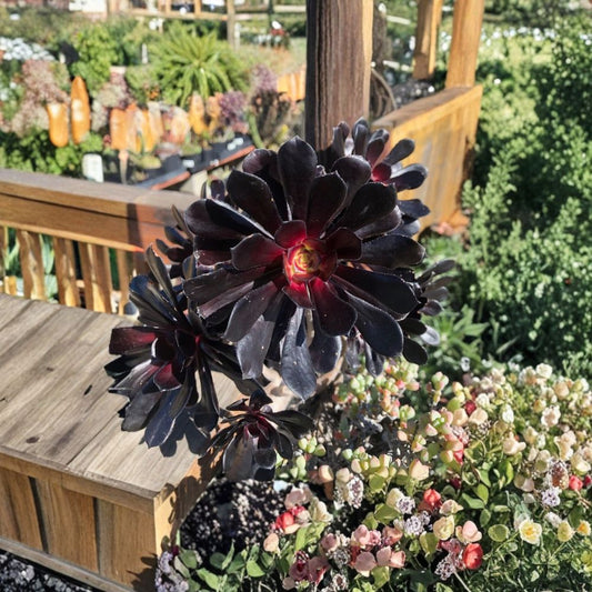Aeonium ‘Black Rose’ Cuttings – 2 Live Succulent Stems 3–4 Inches | Dark Foliage Rosette Plant | Dramatic Container Succulent