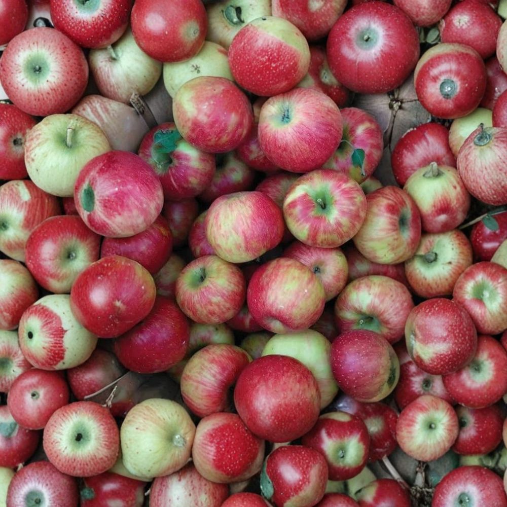 Gala Apple Tree – Malus domestica Live Bare Root | 2 Ft Tall | Semi-Dwarf Fruit Tree | Sweet Crisp Apples | Backyard Orchard Favorite