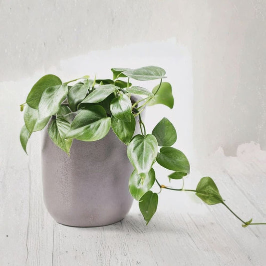 Philodendron Cordatum Cuttings – 4 Rooted 6–8 Inch Heartleaf Philodendron | Trailing Indoor Plant | Easy Care Houseplant | Sweetheart Vine
