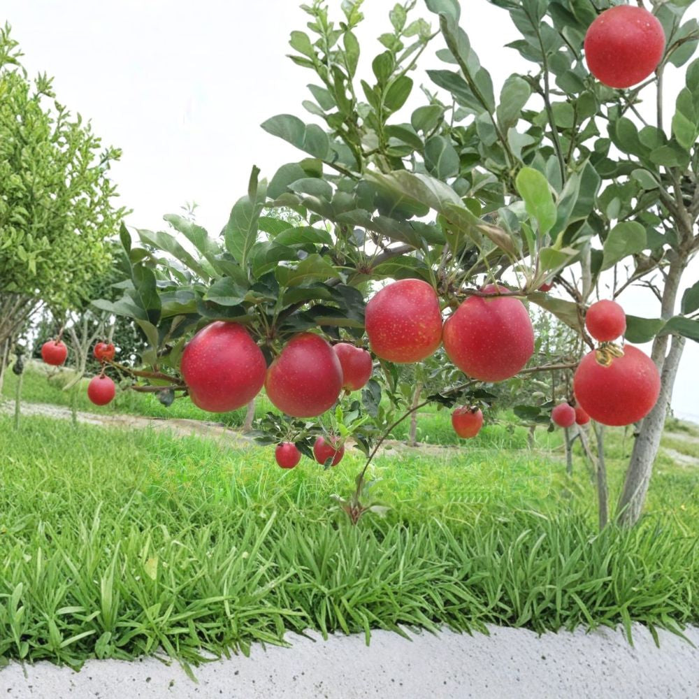 Red Gala Apple Tree – Malus domestica Live Bare Root | 32 Inches Tall | M7 Rootstock | Sweet Gala Orchard Tree