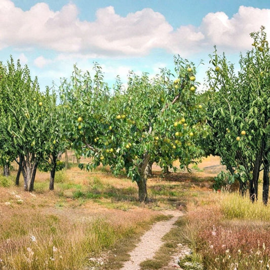 Kieffer Pear Tree – Pyrus communis Live Tree | 2–3 Ft Tall | Bare Root  Self-Fertile | Cold Hardy | Easy to Grow