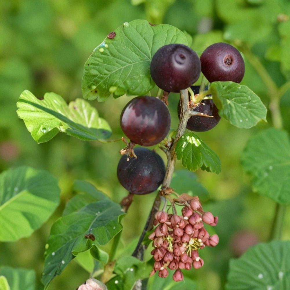 Jostaberry Cuttings – Ribes × nidigrolaria Unrooted (Set of 12) | Gooseberry Currant Hybrid | Easy to Root | Edible Berry Plant Starter