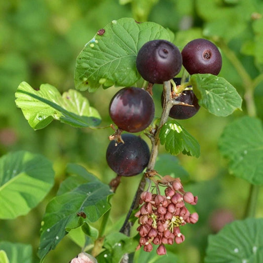 Jostaberry Cuttings – Ribes × nidigrolaria Unrooted (Set of 12) | Gooseberry Currant Hybrid | Easy to Root | Edible Berry Plant Starter