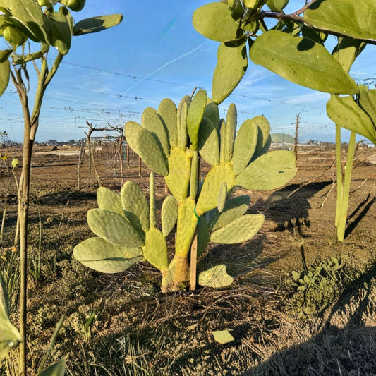 Nopal Prickly Pear – Opuntia spp. 2 Cuttings | Edible Cactus | Ready to Root  Fast Growing | Desert Garden Favorite | Sweet Fruit & Pads
