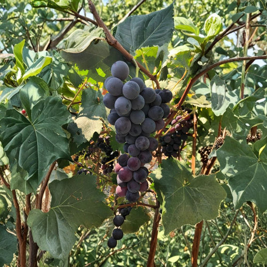 Kyoho Grape Cuttings – Vitis vinifera Unrooted (10 Pack) | Japanese Giant Grape | 12 Inch Cuttings | Sweet Table Grape Vine