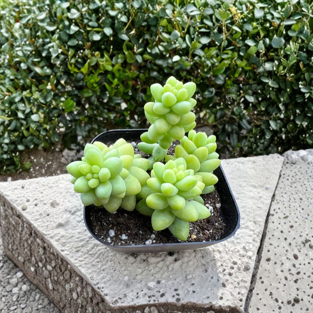 Sedum Burrito Donkey Tail Succulent – Live Plant in 2 Inch Pot | Trailing Succulent | Easy Care Indoor Plant | Hanging Succulent