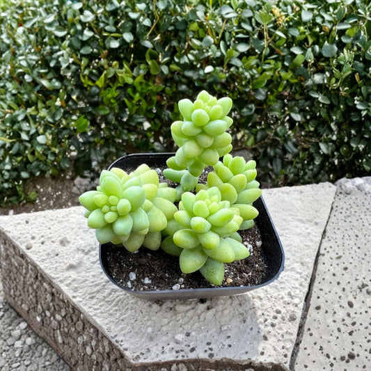 Sedum Burrito Donkey Tail Succulent – Live Plant in 2 Inch Pot | Trailing Succulent | Easy Care Indoor Plant | Hanging Succulent