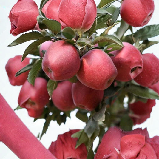 Red Delicious Apple Tree – Malus domestica Live Bare Root | 32 Inches Tall | M7 Rootstock | Classic Red Apple Tree