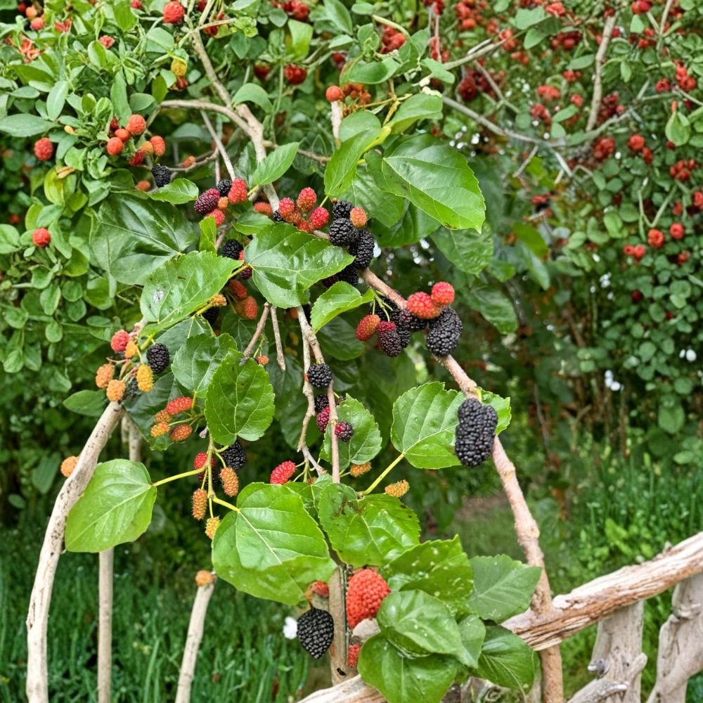 Red Mulberry Tree – Morus rubra Live Seedlings | 12–24 Inches Tall | Bare Root – No Pot  Native Fruit Tree Starter | Backyard & Wildlife Friendly | Easy to Grow