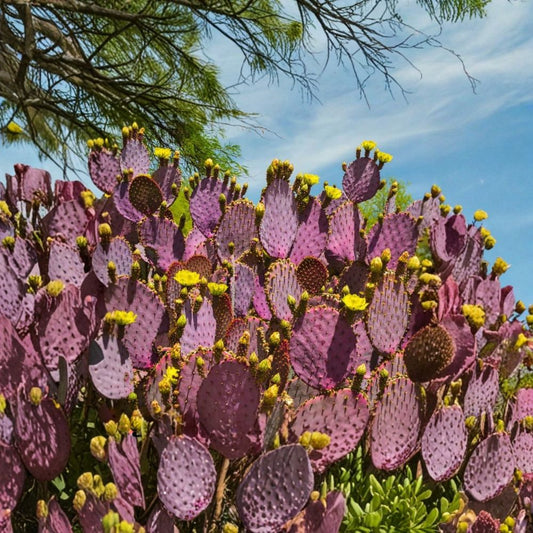 Purple Prickly Pear – Opuntia species Live Cactus Plant | 5–8 Inches Tall | Starter Size  Hardy Ornamental & Edible | Drought Tolerant | Xeriscape Ready
