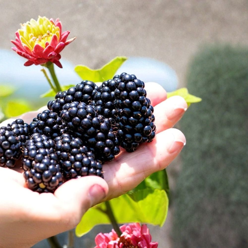 Arapaho Thornless Blackberry Plant – Rubus ‘Arapaho’ Live Berry Plant | 1–2 Year Old Well Rooted | Early Sweet Fruit | Easy Garden Grower