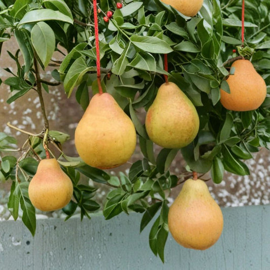 Moonglow Pear Seeds – Pyrus communis 25+ Seeds | USA Sourced | Free Shipping  Sweet Juicy Pears | Cold Hardy | Grow From Seed