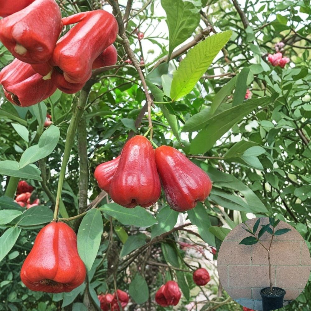 Thai Wax Apple Tree – Red Rocket Live Plant | 3–4 Ft Air Layered Fruit Tree | Tropical Wax Jambu / Java Apple | Sweet Crisp Fruit