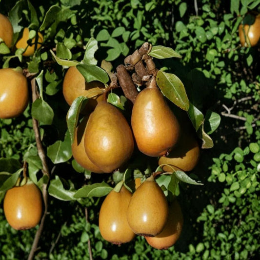 Baronne de Mello Pear – Pyrus communis 25+ Seeds for Planting | Fresh Seeds | FREE Shipping  Rare French Heirloom | Sweet Dessert Pear | Backyard Orchard Starter