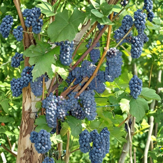 Leon Millot Grape Cuttings – 5 Organic Unrooted Stems | Early Wine Grape Vine | Cold Hardy | Red Wine & Juice Variety