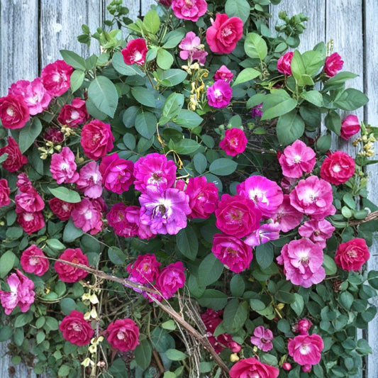 Seven Sisters Rose Cuttings – 6 Fresh Rosa multiflora Cuttings | 10 Inch Climbing Rose | Easy to Root Heirloom Garden Rose
