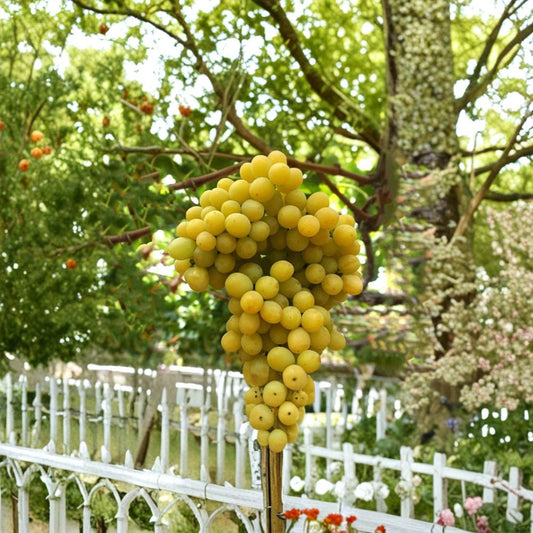 Cotton Candy Grape Cuttings – 2 Pack | Rare Sweet Grape Vine | Hardwood Dormant Cuttings | Fruit Vine Starter