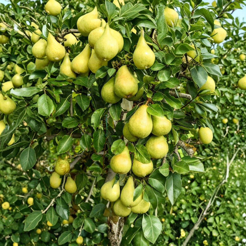 European Pear Tree Seeds – Pyrus communis 25 Seeds | White Spring Flowers | Green Fruit  Cold Hardy Zones 4–8 | Classic Orchard Variety
