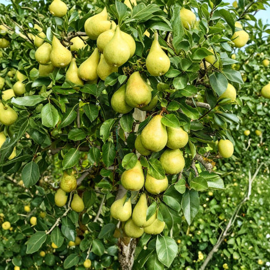 European Pear Tree Seeds – Pyrus communis 25 Seeds | White Spring Flowers | Green Fruit  Cold Hardy Zones 4–8 | Classic Orchard Variety