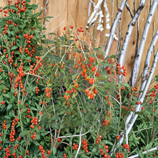 Goji Berry Plants & Cuttings – Lycium barbarum Live Plants (3 Bare Root + 3 Cuttings) | 3–8 Inch Starter | Superfood Fruit Plant