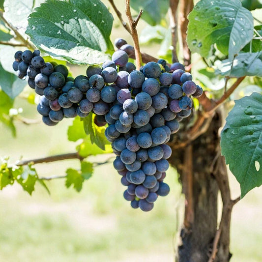 Sabrevois Grape Cuttings – 5 Organic Unrooted Stems | Cold Hardy Wine Grape Vine | Early Season Hybrid | Backyard Vineyard Starter