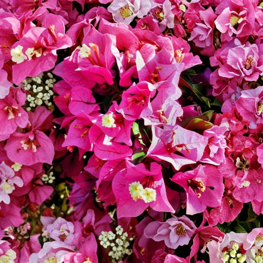 Bougainvillea Fuchsia Pink – 7 Cuttings (6 Inches) | Bougainvillea spectabilis | Vibrant Climbing Flower Vine | Tropical Garden Favorite