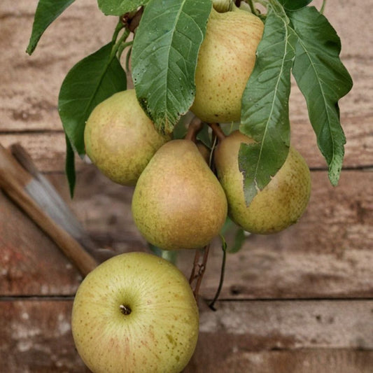 Josephine de Malines Pear – Pyrus communis 25+ Seeds for Planting | Fresh Seeds | FREE Shipping  Rare Belgian Heirloom | Winter Dessert Pear | Backyard Orchard Starter