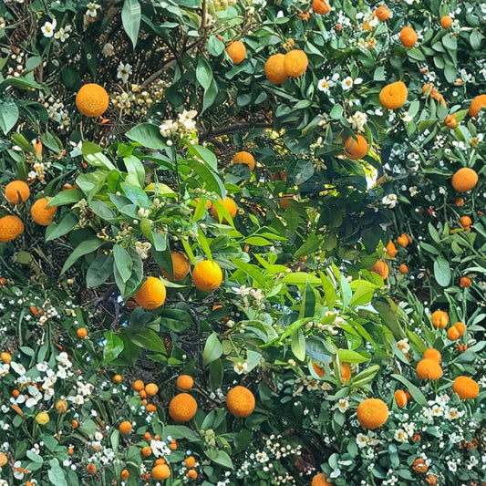 Navel Orange Cuttings – 5 Pack | California Citrus Tree Cuttings | Sweet Orange Fruit Tree Starter | Grow Your Own Citrus
