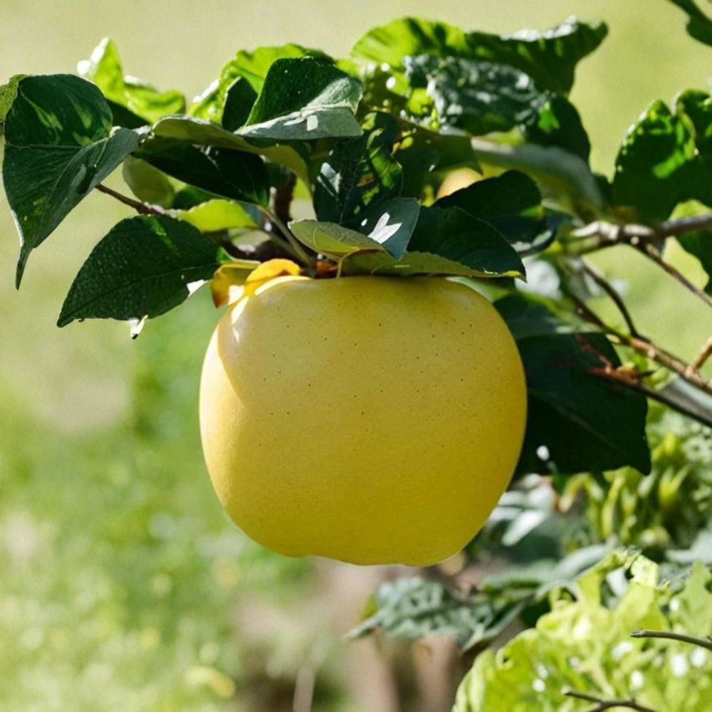 Shinano Gold Apple Tree – Bare Root Live Plant | Japanese Golden Apple Variety | M7 Rootstock | Sweet Tart Orchard Fruit Tree