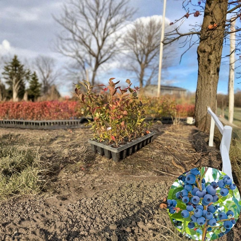 Blueberry Plants – Live Rooted Cuttings (5 Pack) | 6–12 Inch Tall | 2–3 Year Old Berry Bushes | Multiple Varieties | Edible Garden