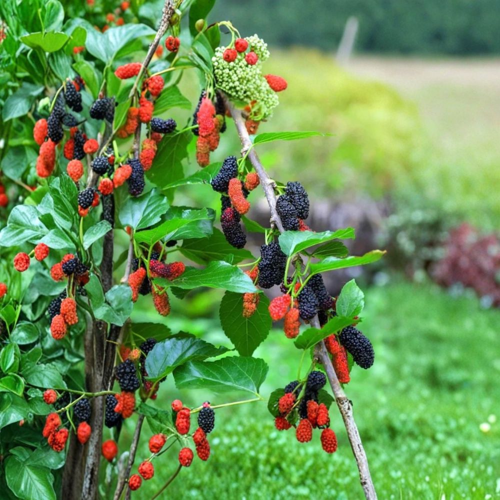 Illinois Everbearing Mulberry – Morus ‘Illinois Everbearing’ Live Seedling | 4–8 Inches Tall | Rooted Plant – No Pot  Sweet Berry Fruit Tree | Backyard & Orchard Friendly | Easy to Grow