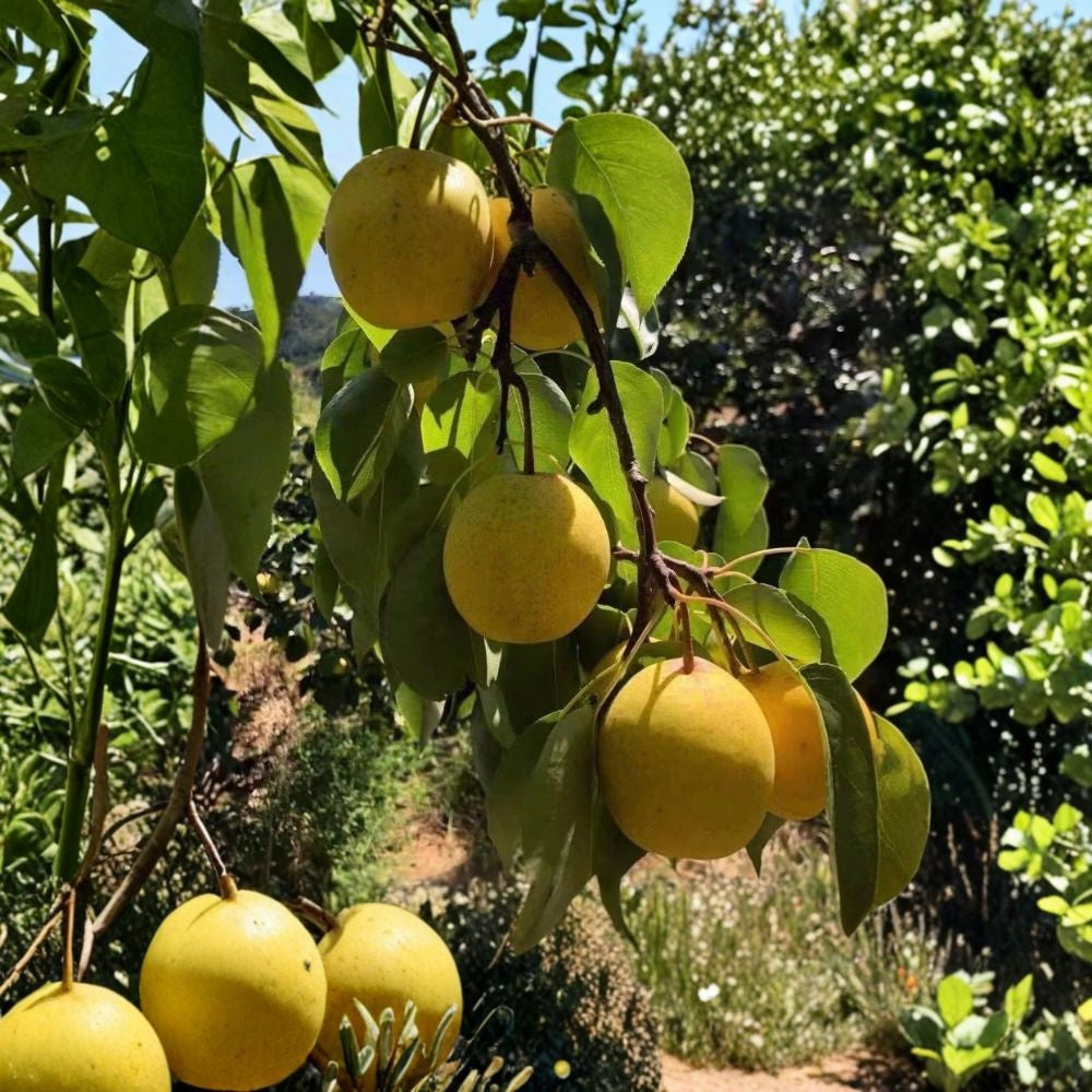 White Pear Tree Seeds – Pyrus Species 25+ Seeds | Sweet Edible Fruit | USA Seller  Crisp & Juicy | Cold Hardy | Free Shipping