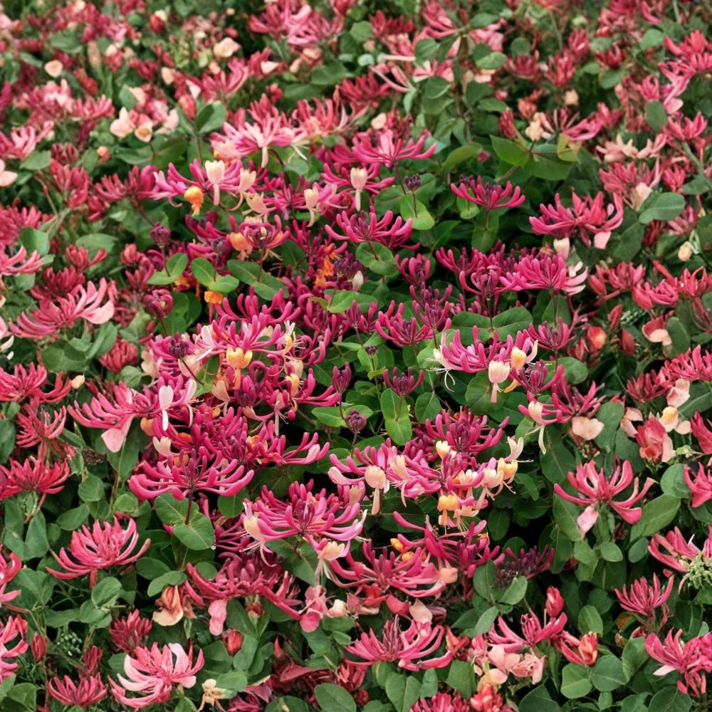 Peaches & Cream Honeysuckle Vine – Lonicera periclymenum Live Rooted Starter | Fragrant Climbing Plant | Hummingbird & Pollinator Garden