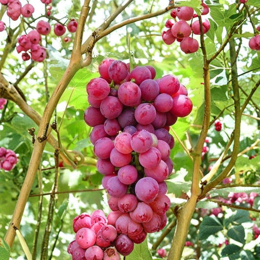 Pink Grape Vine Cuttings – 10 Cold Hardy Vitis Cuttings | GMO Free | 2–3 Node Cuttings | Fruit Vine for Cold Climates