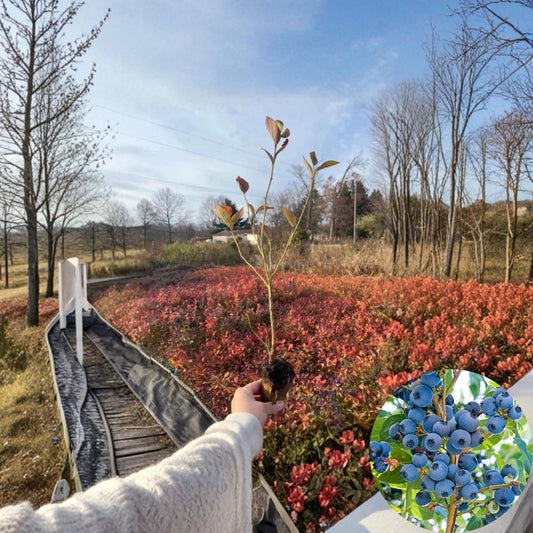 Blueberry Plants – Live Rooted Cuttings (15 Pack) | 6–12 Inch Tall | 2–3 Year Old Berry Bushes | Multiple Varieties | Edible Garden