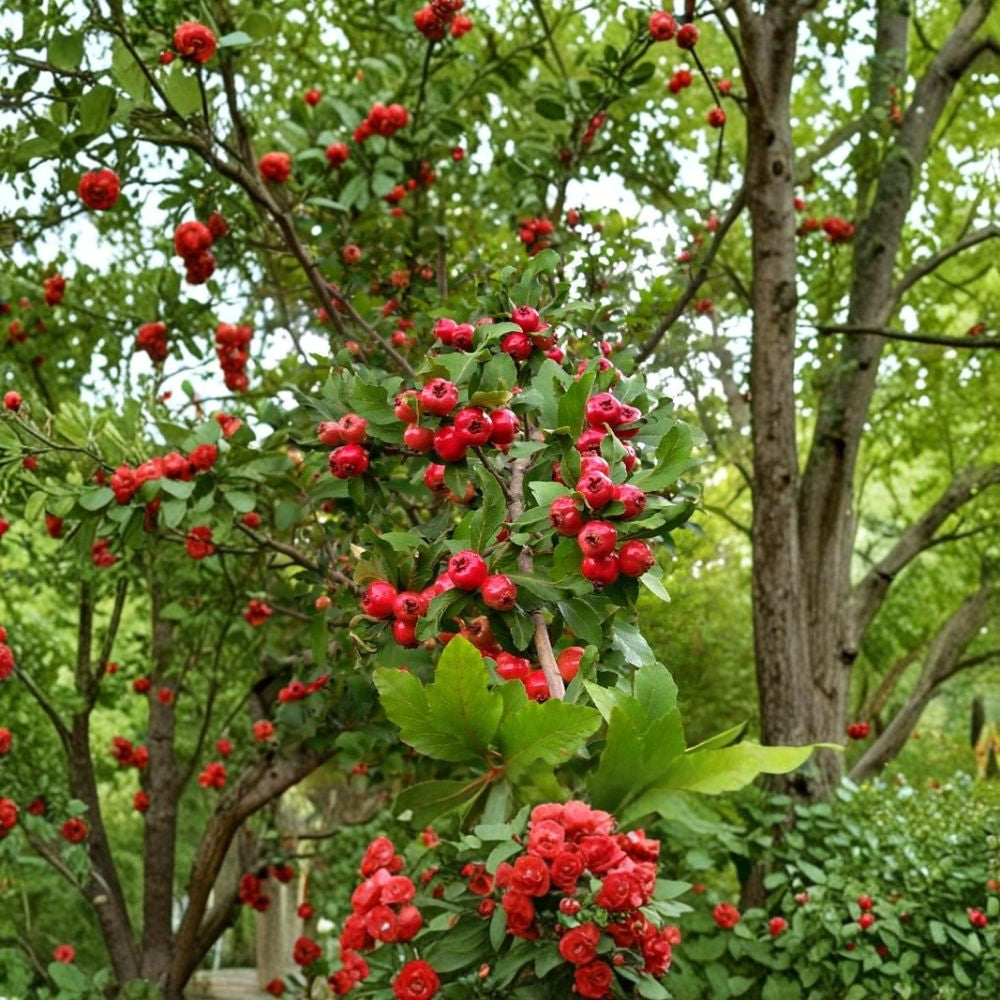 Mayhaw Fruit Tree – Crataegus aestivalis Live Seedling | 2 Feet Tall | Bare Root Heirloom Fruit Tree | Southern Orchard Favorite