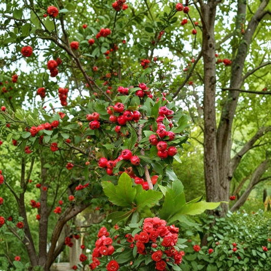 Mayhaw Fruit Tree – Crataegus aestivalis Live Seedling | 2 Feet Tall | Bare Root Heirloom Fruit Tree | Southern Orchard Favorite