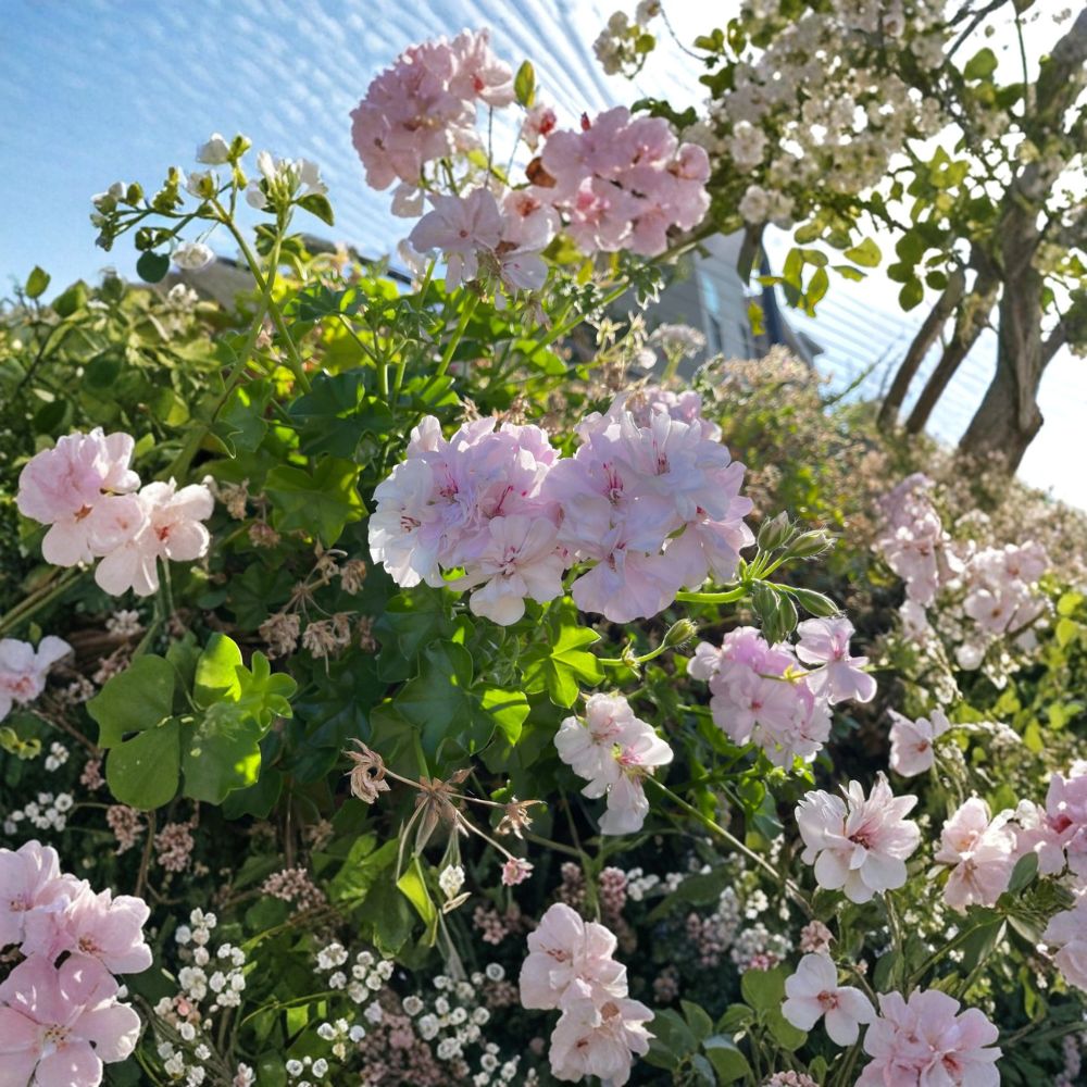 Trailing Ivy Geranium – 2 Cuttings (6+ Inches) | Pelargonium peltatum | White & Pale Pink Double Blooms | Rare Hanging Plant