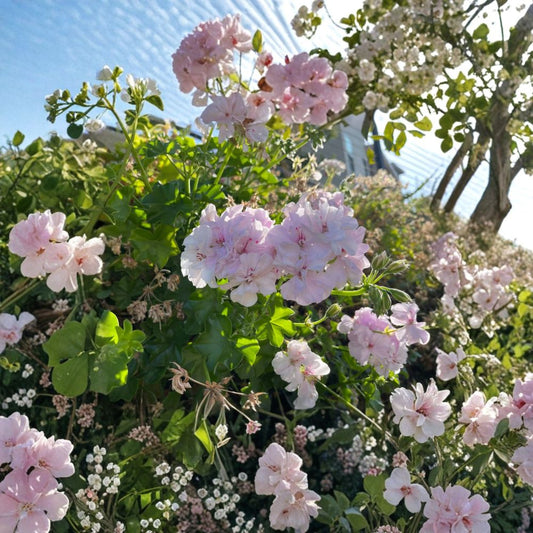 Trailing Ivy Geranium – 2 Cuttings (6+ Inches) | Pelargonium peltatum | White & Pale Pink Double Blooms | Rare Hanging Plant