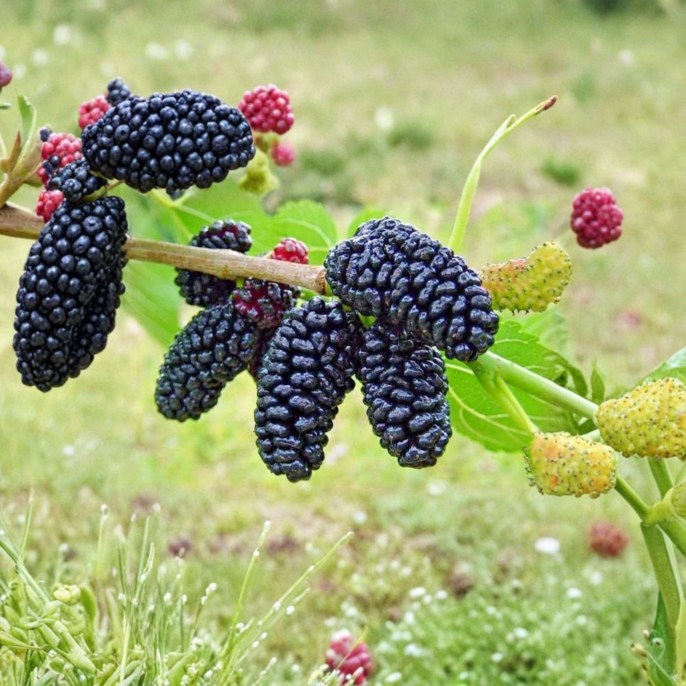 Dwarf Everbearing Mulberry – Morus spp. Live Seedlings | 4–8 Inches Tall | Rooted Plants – No Pot  Sweet Berry Fruit Tree | Patio & Container Friendly | Easy to Grow