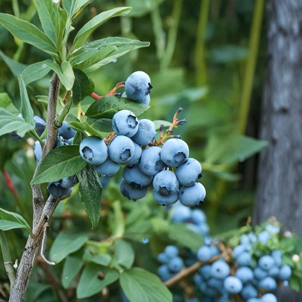 Tifblue Blueberry Plant – Rabbiteye Live Berry Bush | Healthy Rooted Plant | Late Season Fruit | Heat Tolerant Southern Garden Plant