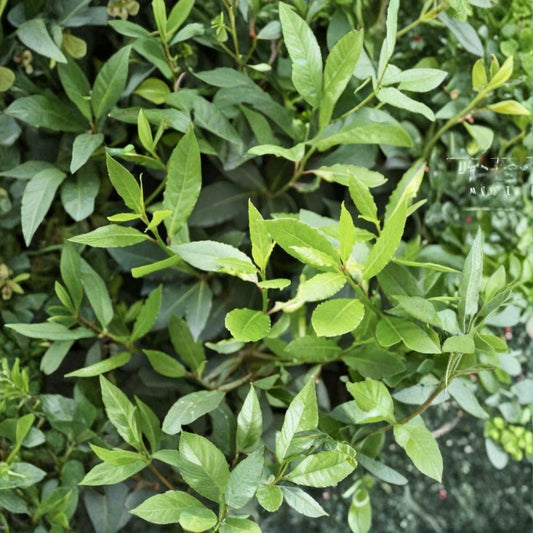 Bay Laurel Cuttings – 10 Pack | Laurus Nobilis Culinary Herb Tree | Fresh Bay Leaf Plant Starter | Organic Propagation