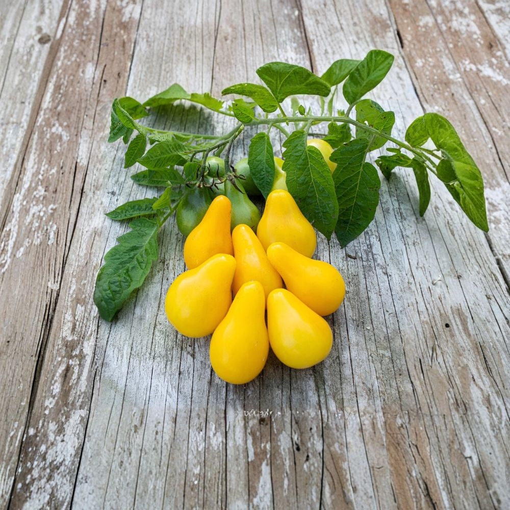 Yellow Pear Tomato Seeds – Heirloom NON-GMO 100 Seeds | High Yield | Sweet Low-Acid Variety  Golden Cherry Tomatoes | Indeterminate | Free Shipping