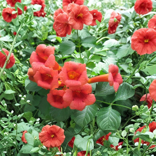 Red Trumpet Vine Cuttings – Campsis radicans Unrooted (18 Pack) | Fast Growing Climbing Vine | Hummingbird & Pollinator Plant